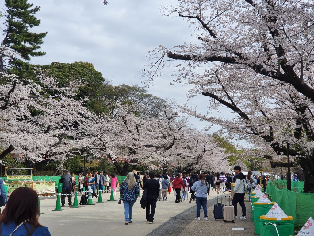 cherry-trees-in-bloom-in-ueno-park