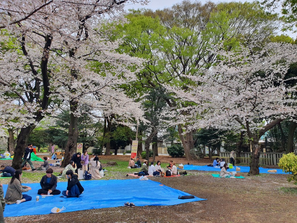 hanami-parties-under-the-cherry-blossoms-in-ueno-park