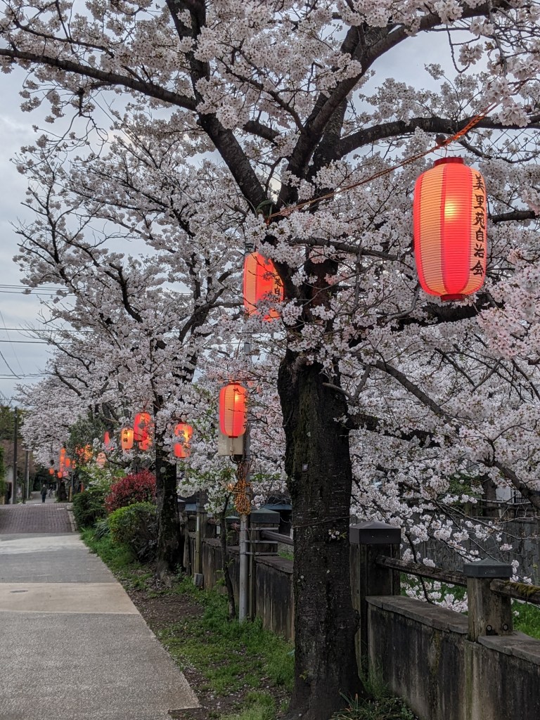cherry-blossoms-and-lanterns-in-tokyo