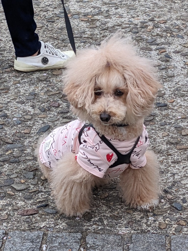 cute-dog-on-streets-of-tokyo