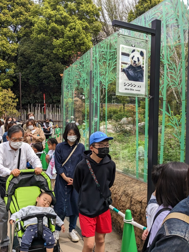 lining-up-to-see-shin-shin-the-panda-at-ueno-zoo