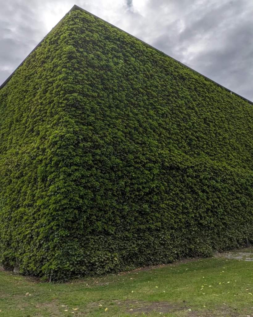 high-hedges-of-bergenhus-castle-bergen