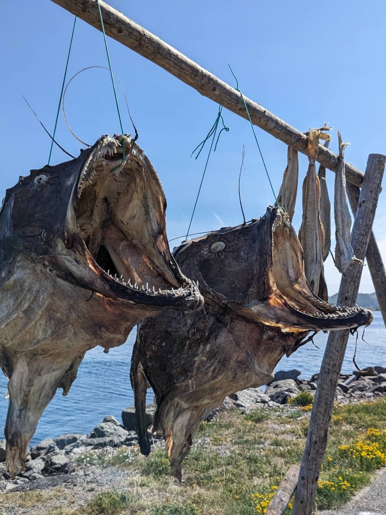 fish-drying-racks-lofoten-islands-norway