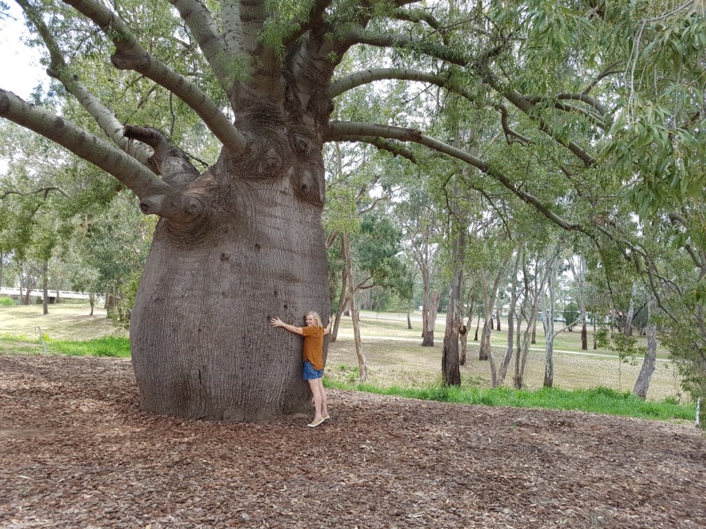 Hugging Roma's largest Bottle Tree  - one of 4 Cool Trees to visit in QLD and NSW.