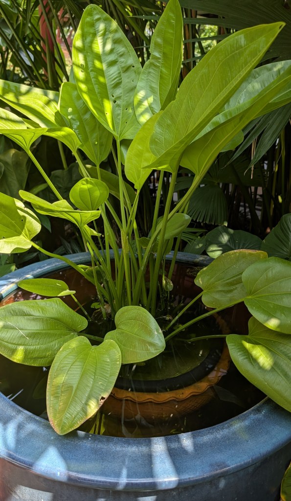 Tropical plant at Jim Thompson House